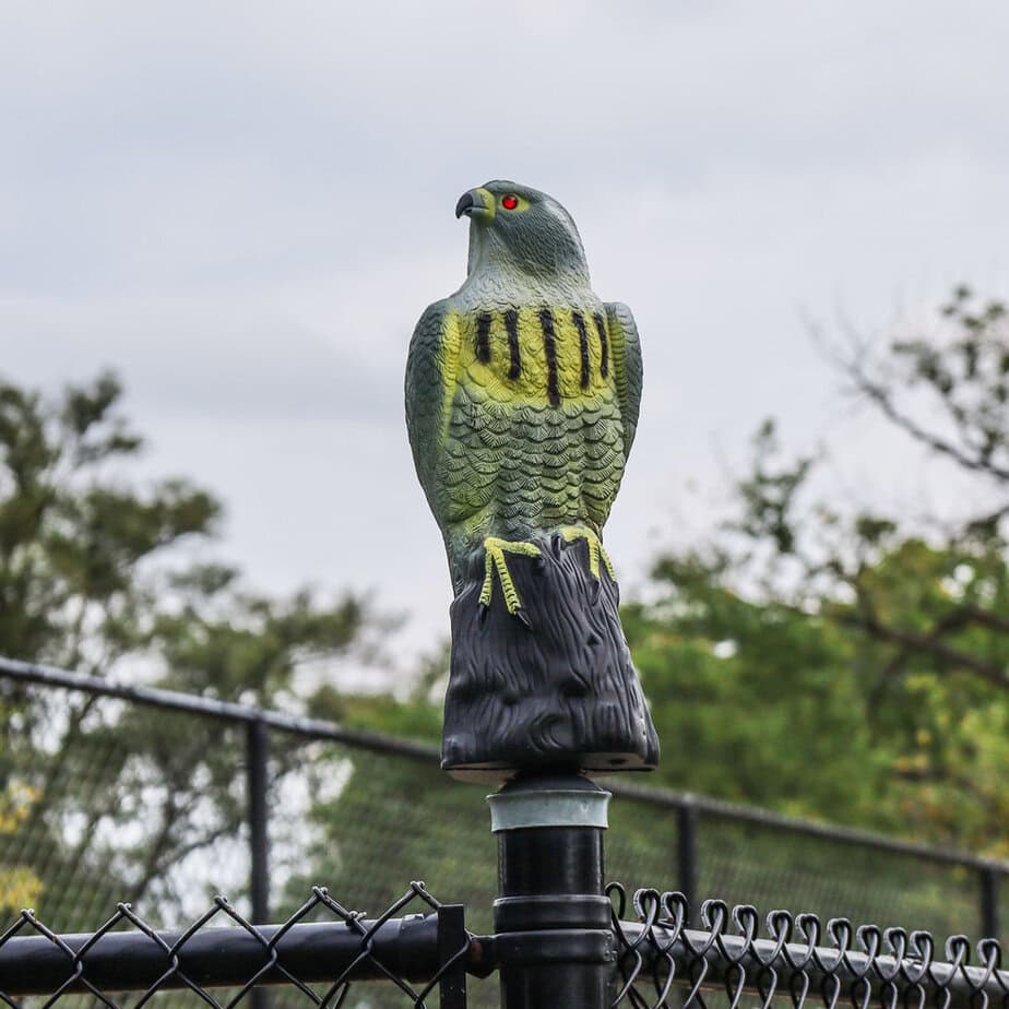 Photo of bird deterrent hawk